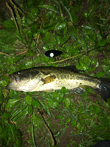 ブラックバスの釣果