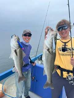 シーバスの釣果