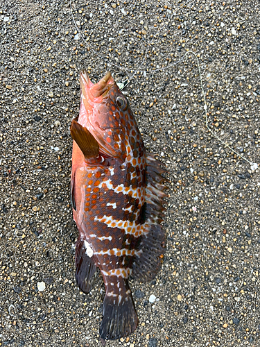 アコウの釣果