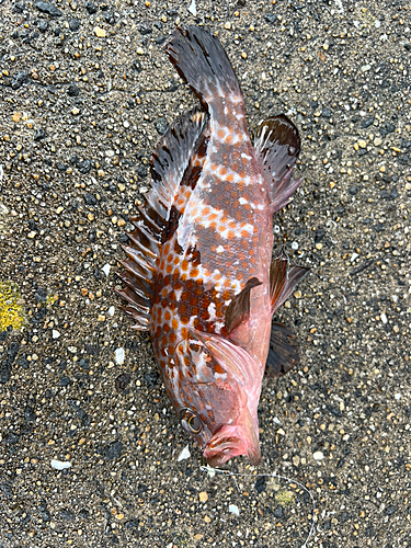 アコウの釣果