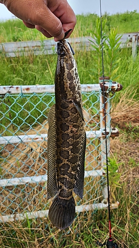 ライギョの釣果