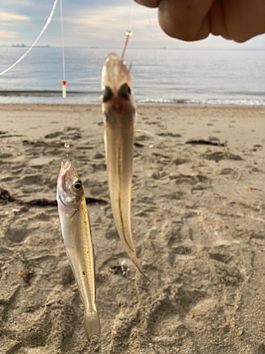 キスの釣果