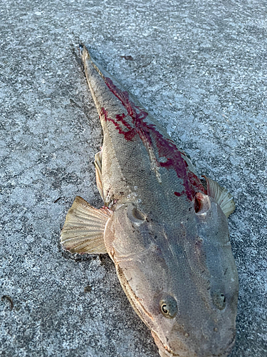 マゴチの釣果