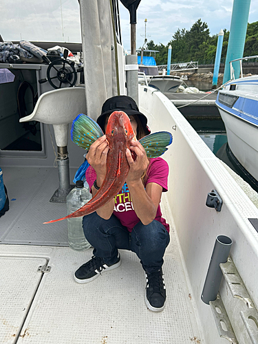 ホウボウの釣果