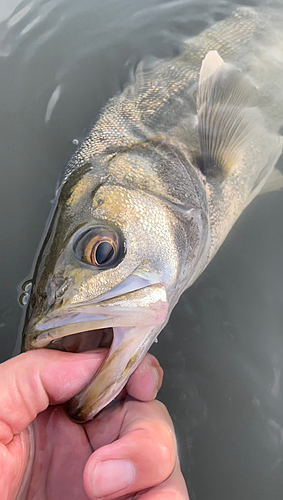 スズキの釣果