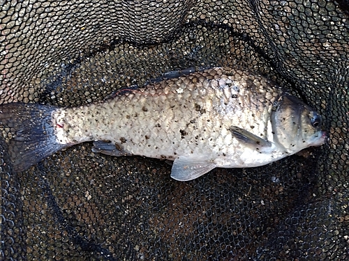 フナの釣果