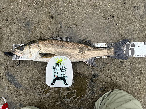 スズキの釣果