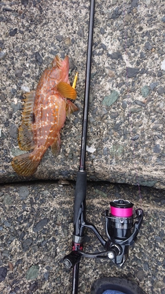 キジハタの釣果