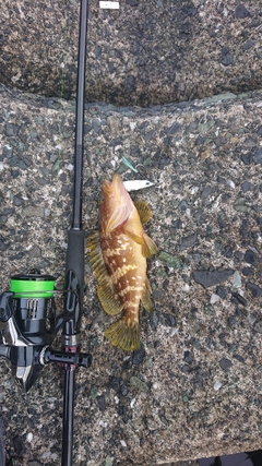 キジハタの釣果