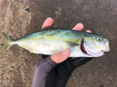 ツバスの釣果