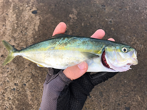 ツバスの釣果