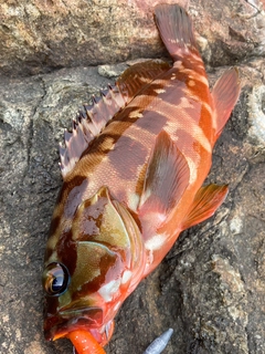 アカハタの釣果