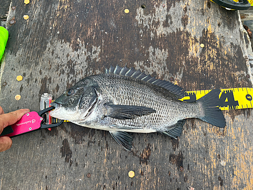 チヌの釣果