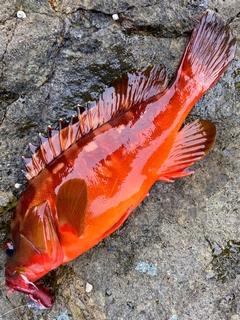 アカハタの釣果