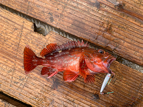 カサゴの釣果