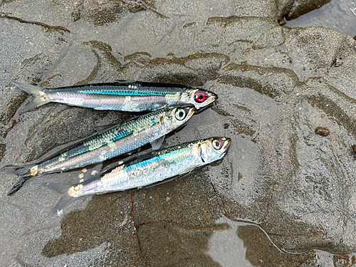 イワシの釣果