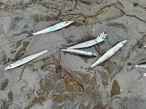 カマスの釣果