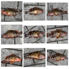 ガシラの釣果