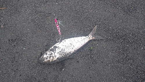 コノシロの釣果