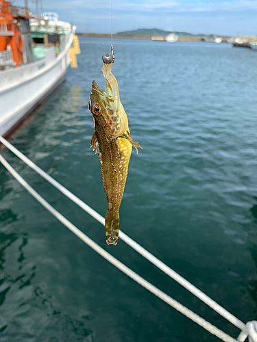 アナハゼの釣果