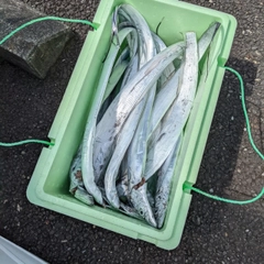 タチウオの釣果