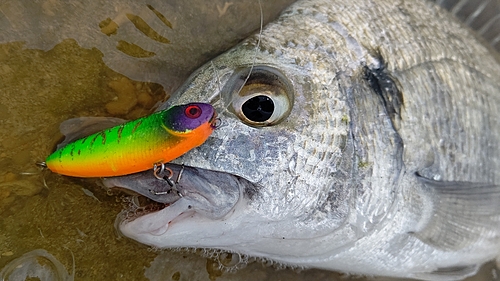 ミナミクロダイの釣果