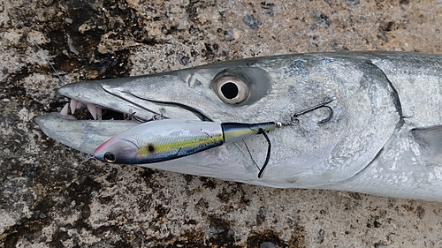 オニカマスの釣果