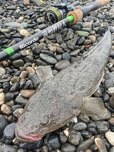 マゴチの釣果