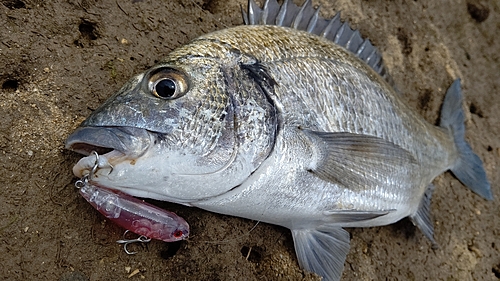 ミナミクロダイの釣果