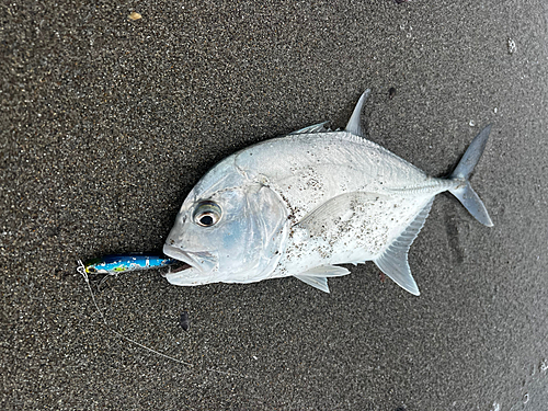 メッキの釣果