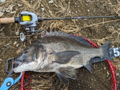 クロダイの釣果