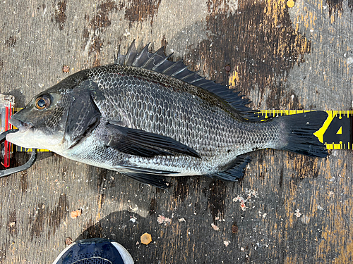 チヌの釣果