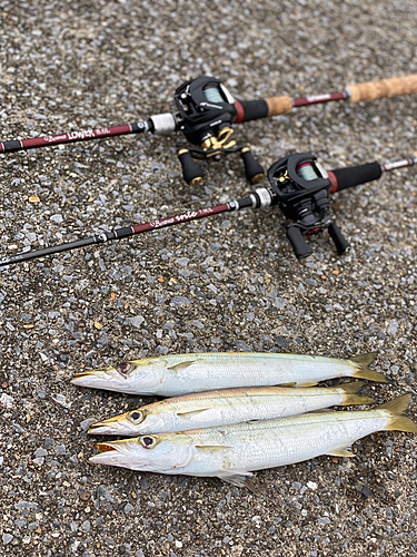 カマスの釣果