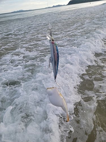 クサフグの釣果