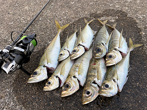 アジの釣果