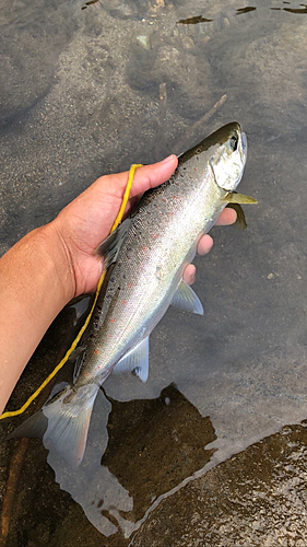 アマゴの釣果