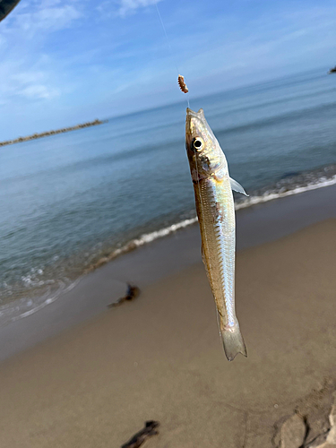 キスの釣果