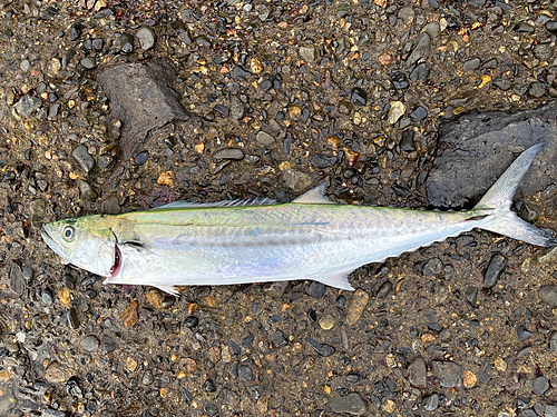 サゴシの釣果