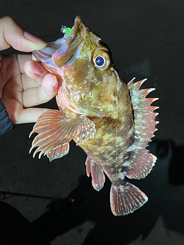 カサゴの釣果