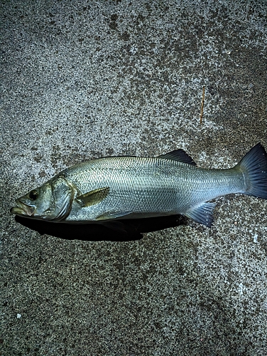 ヒラスズキの釣果