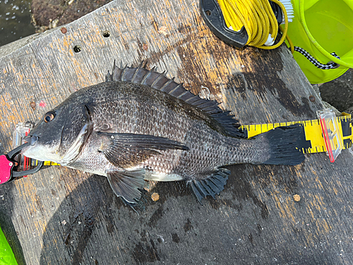 チヌの釣果