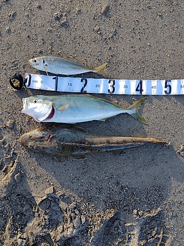 マゴチの釣果