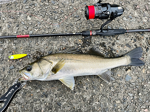 シーバスの釣果