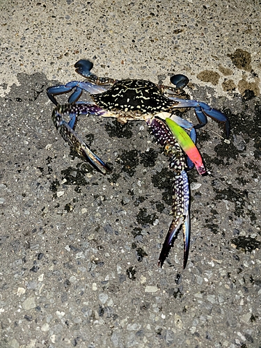 タイワンガザミの釣果