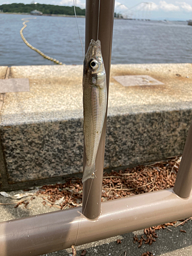 シロギスの釣果