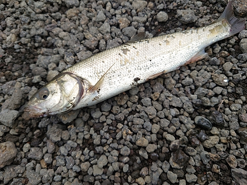 ウグイの釣果