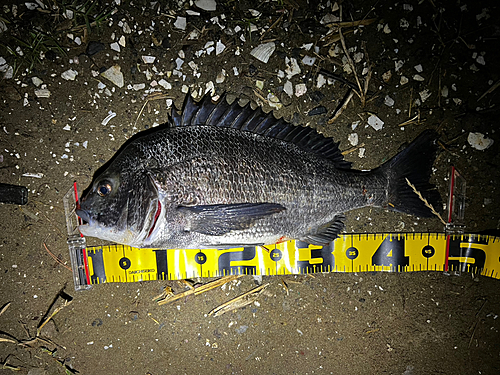 クロダイの釣果