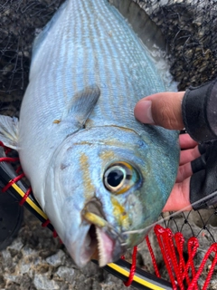 イスズミの釣果