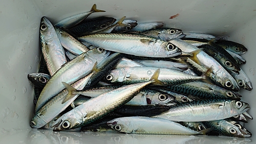 サバの釣果