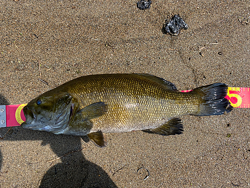 スモールマウスバスの釣果